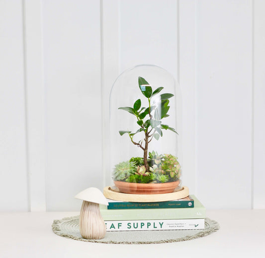The Masterpiece of a Bonsai Terrarium