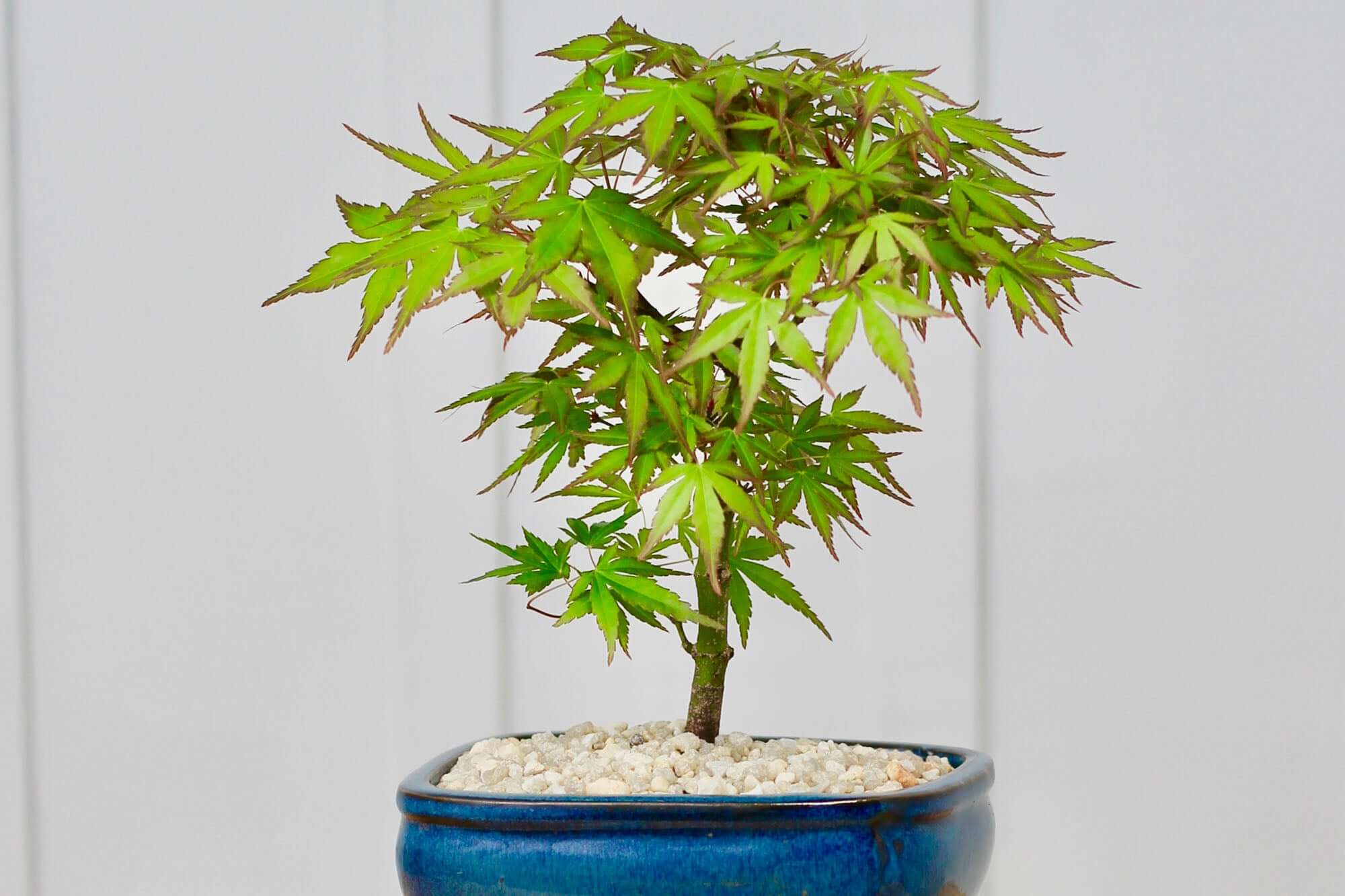 ficus bonsai yellow leaves Ficus Retusa Golden Coin Bonsai Tree Curved Trunk main image 1