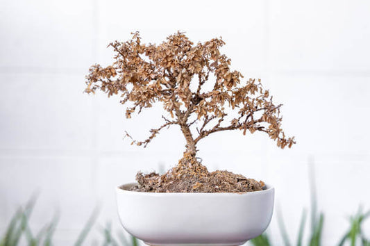 The 5 mistakes NOT to make with your Bonsai!