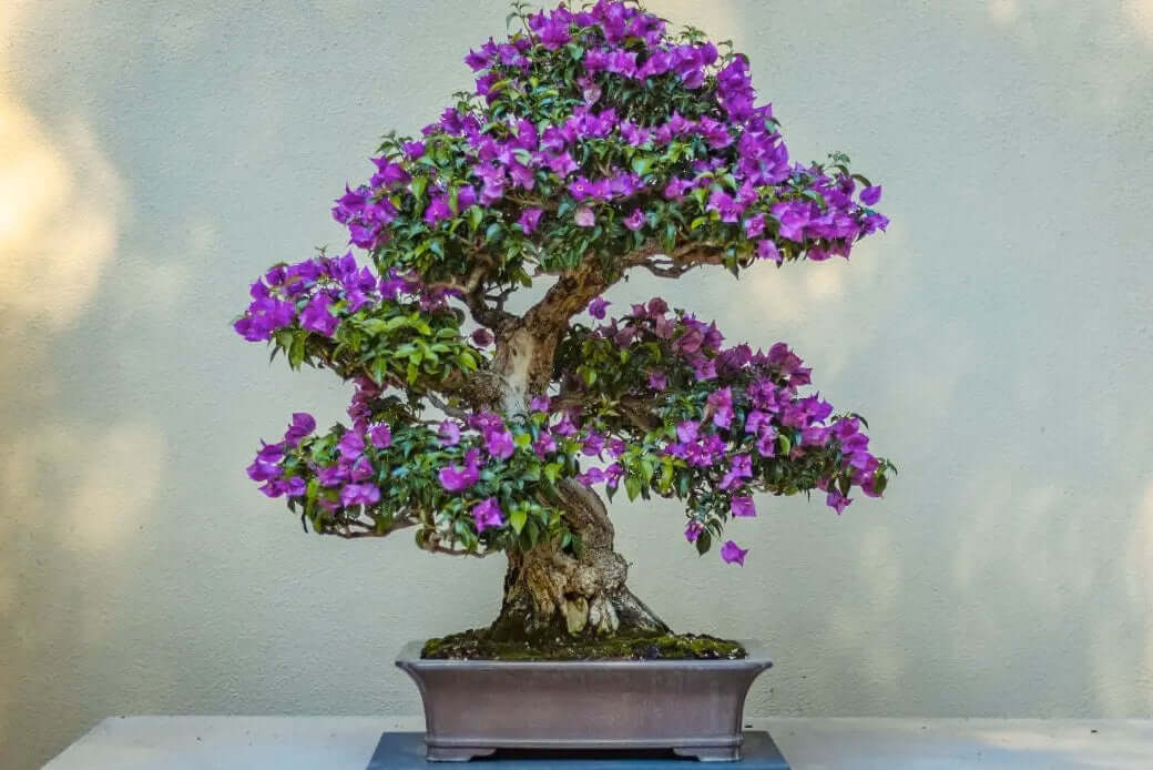 Growing a jacaranda bonsai from nursery stock