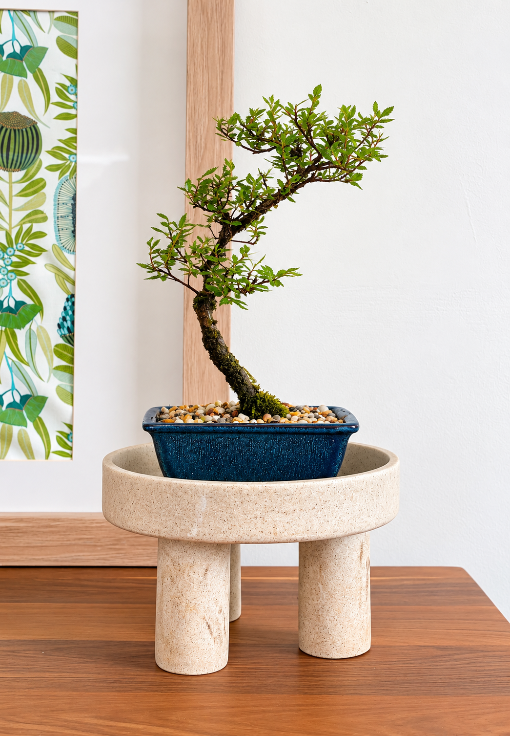Bonsai - Chinese Elm - Leni - 24cm