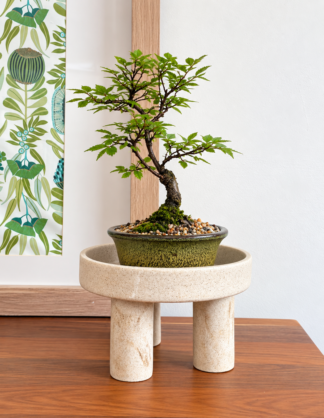 Bonsai - Chinese Elm - Leo - 25cm