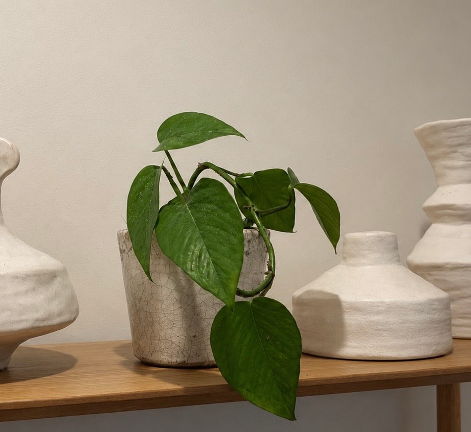 Devil's Ivy Cloud Planter