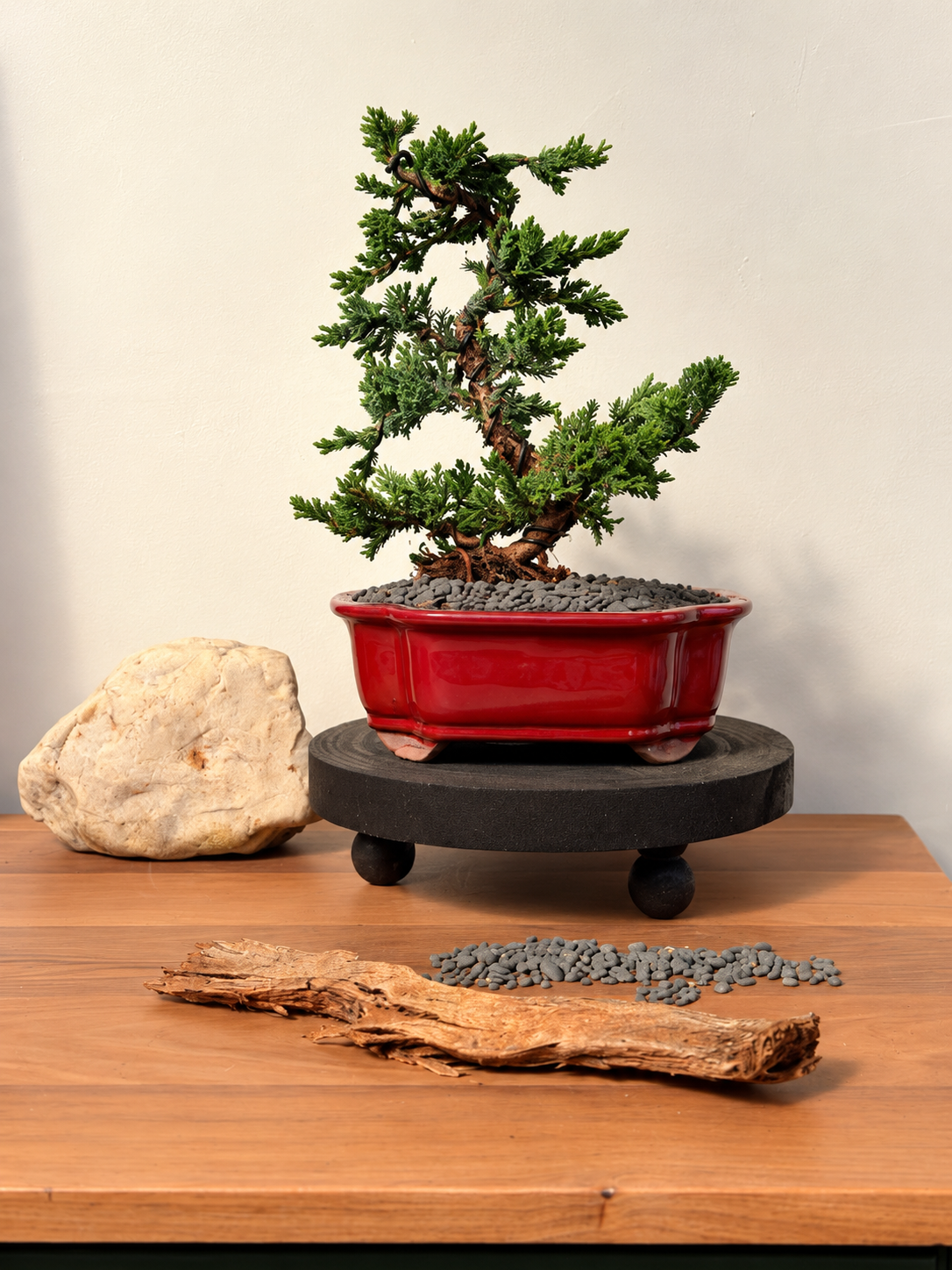 Bonsai - Juniper - Leo - 30cm