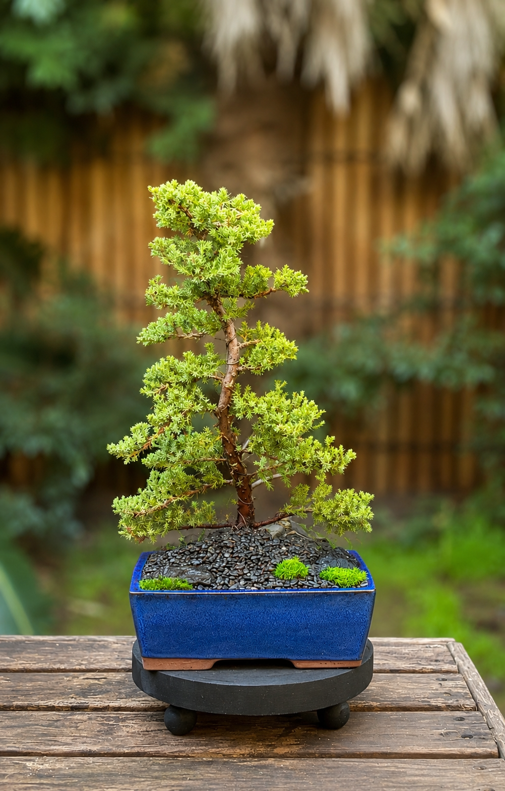 Bonsai - Juniper - Poppy - 43cm