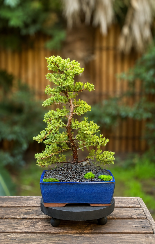 Bonsai - Juniper - Poppy - 43cm