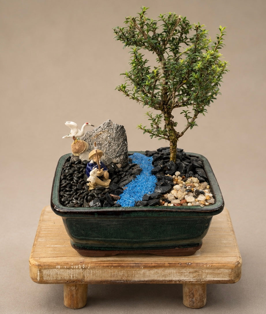 Bonsai - Pink Flowering Serissa - Fisherman Setting - 'Gus' - 15cm