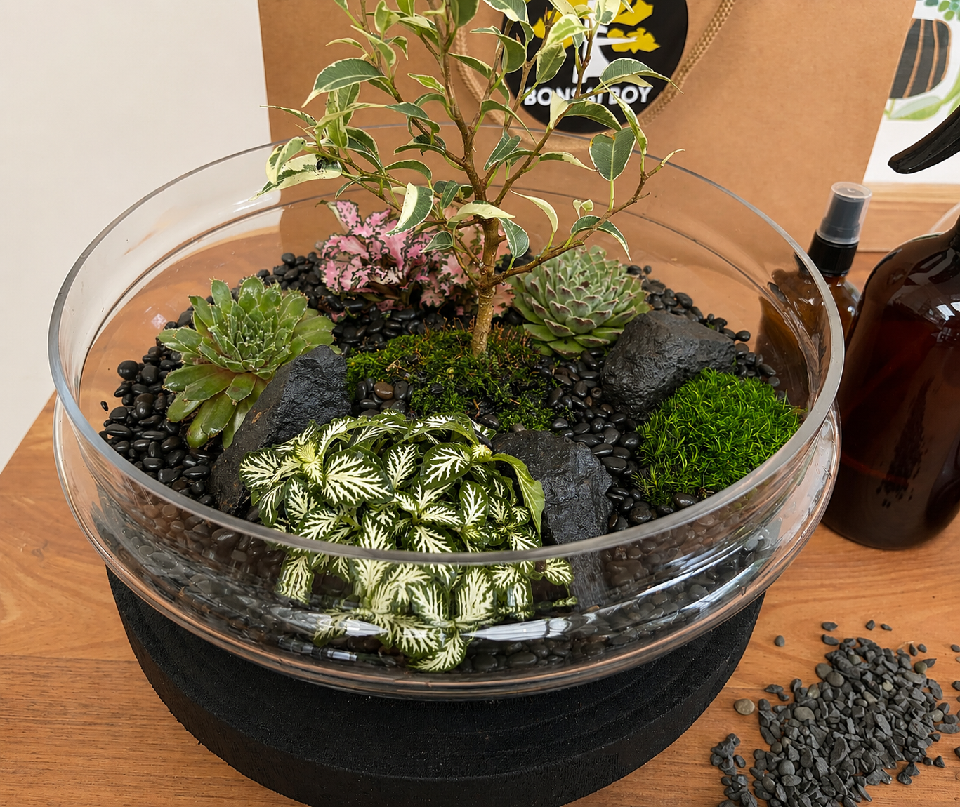 Ficus Benjamina Bonsai Bonsai Terarium