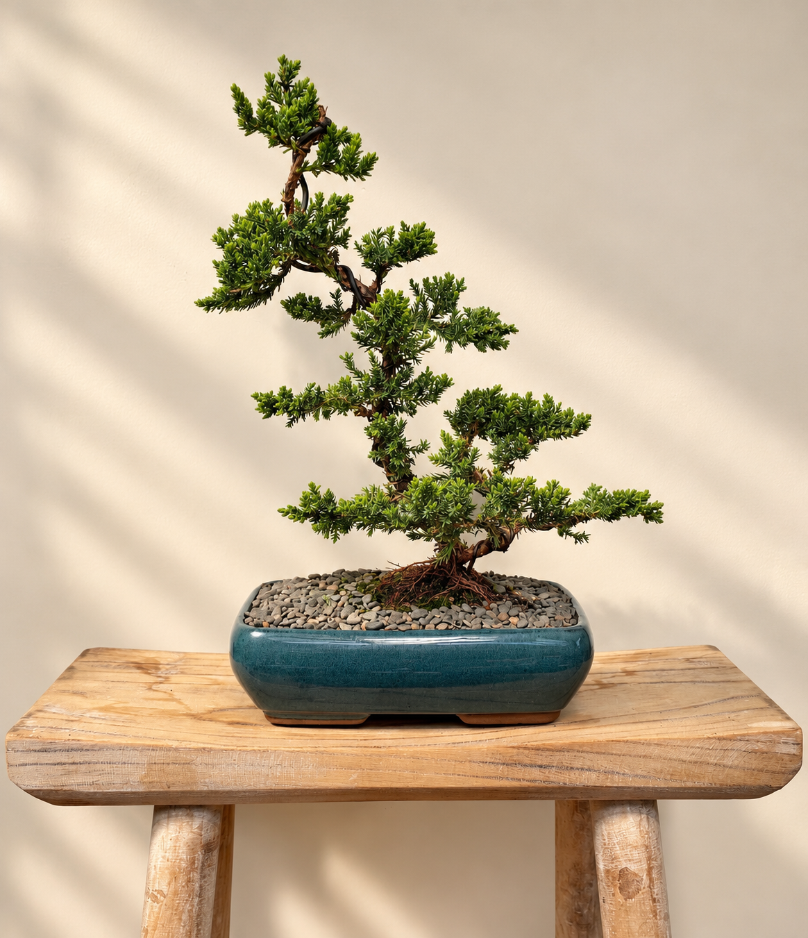 Bonsai - Juniper - Elton - 39cm