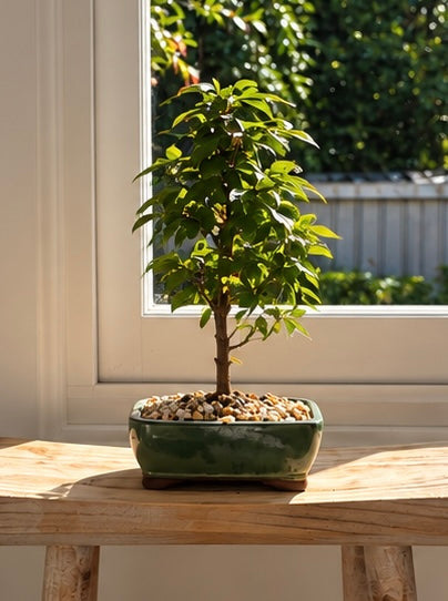 Bonsai - Trident Maple - Norm - 16cm