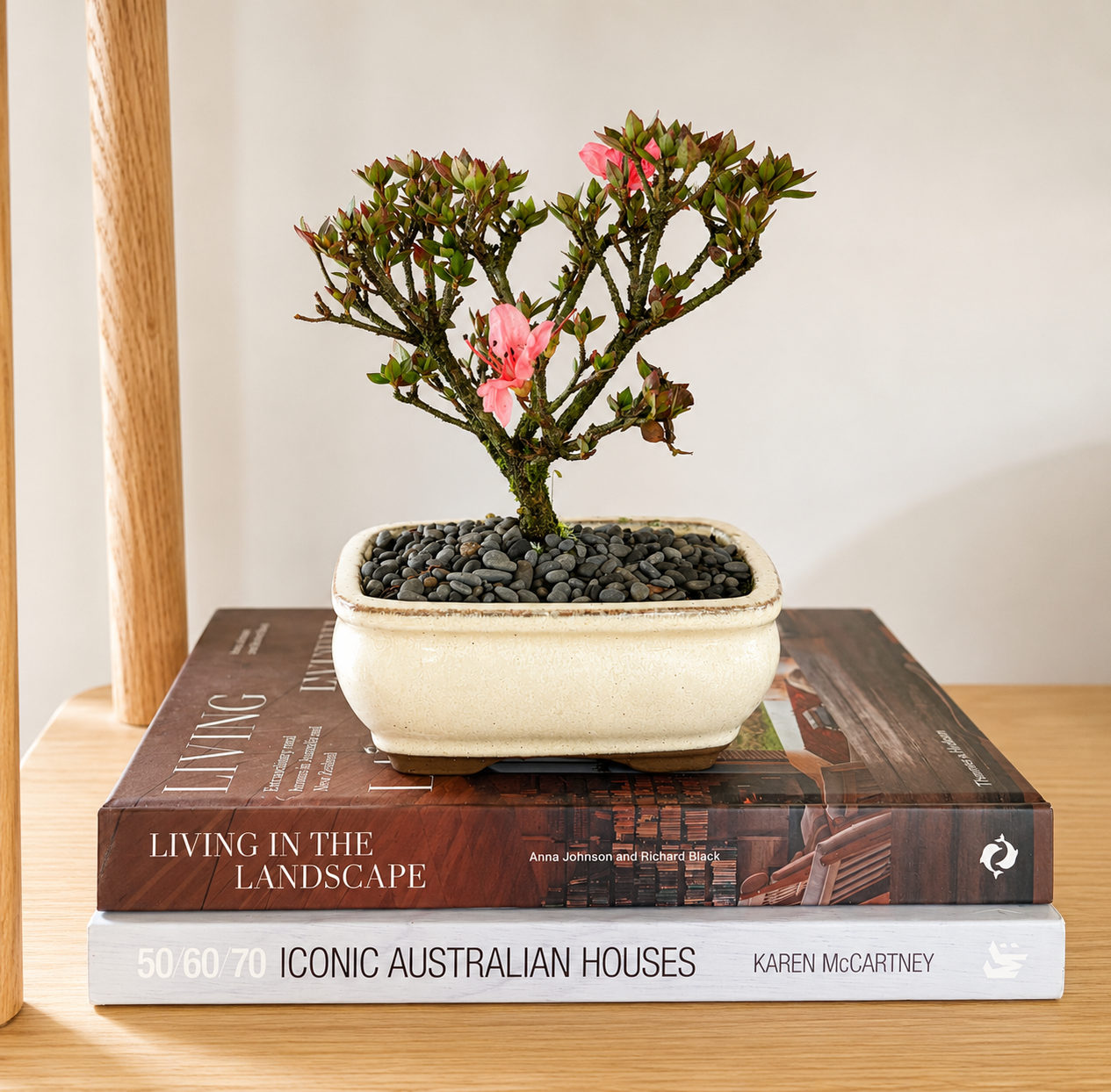 Bonsai - Azalea - Eden - 18cm