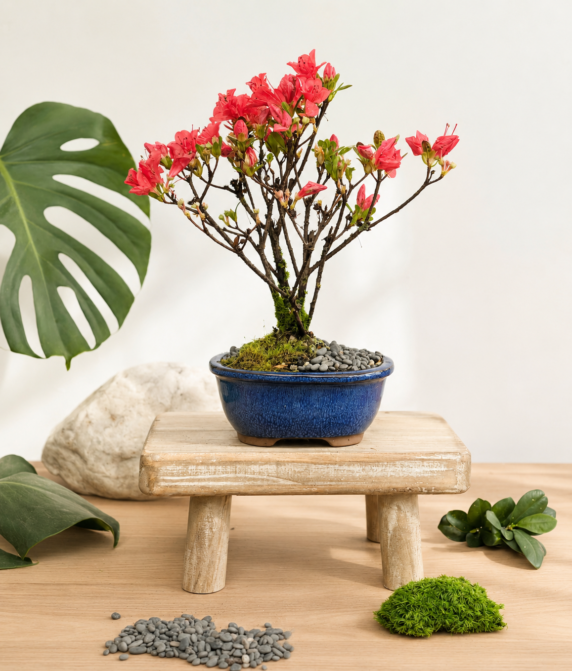 Bonsai - Azalea - Hazel - 28cm