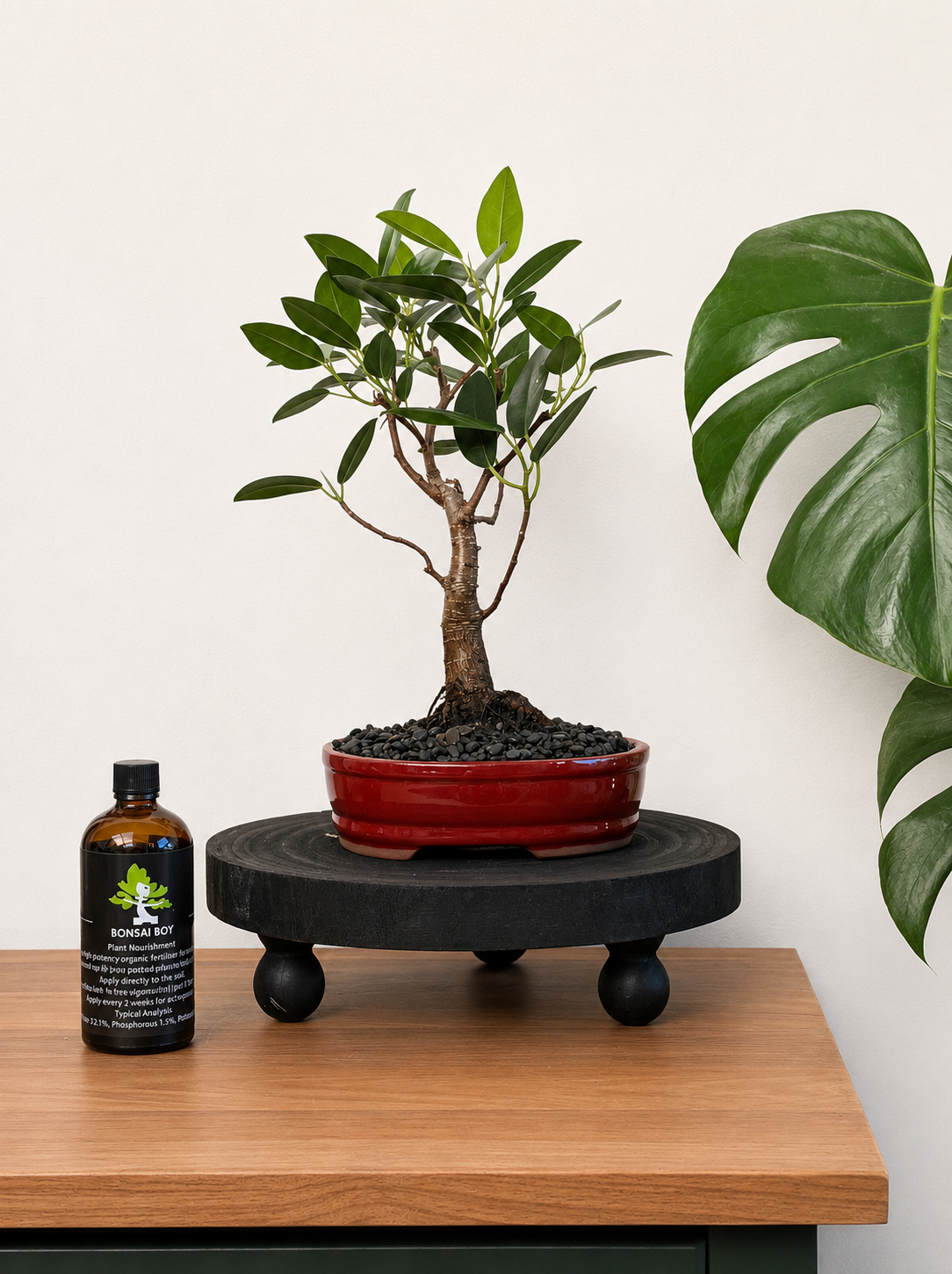 Bonsai - Port Jackson Fig - Piere - 29cm