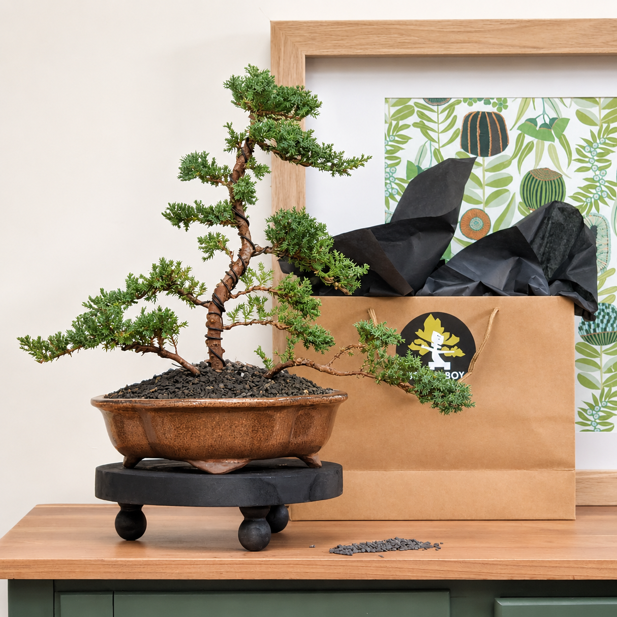 Bonsai - Juniper - Susy - 43cm