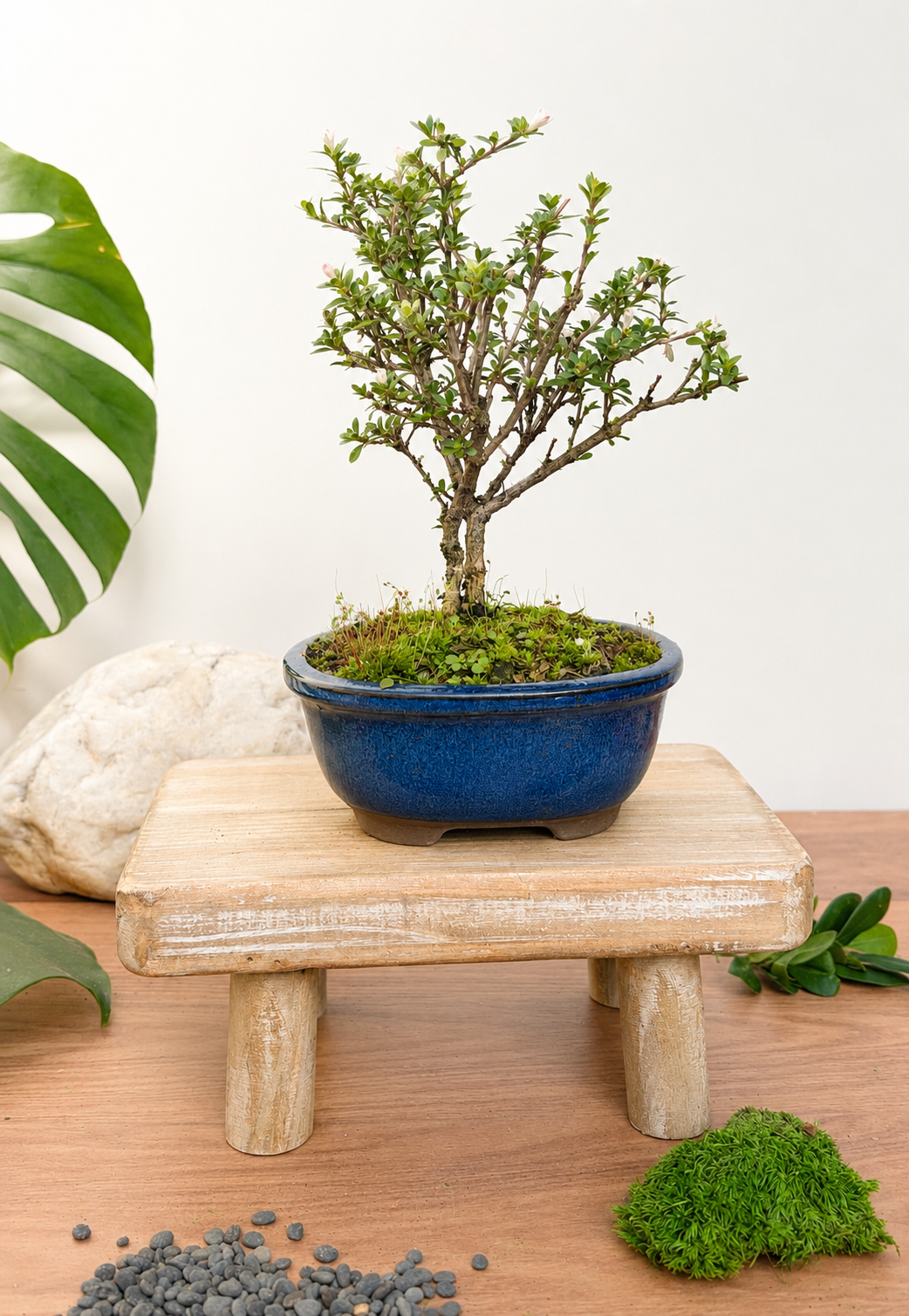 Bonsai - Serissa - Flowering - Peggy - 21cm