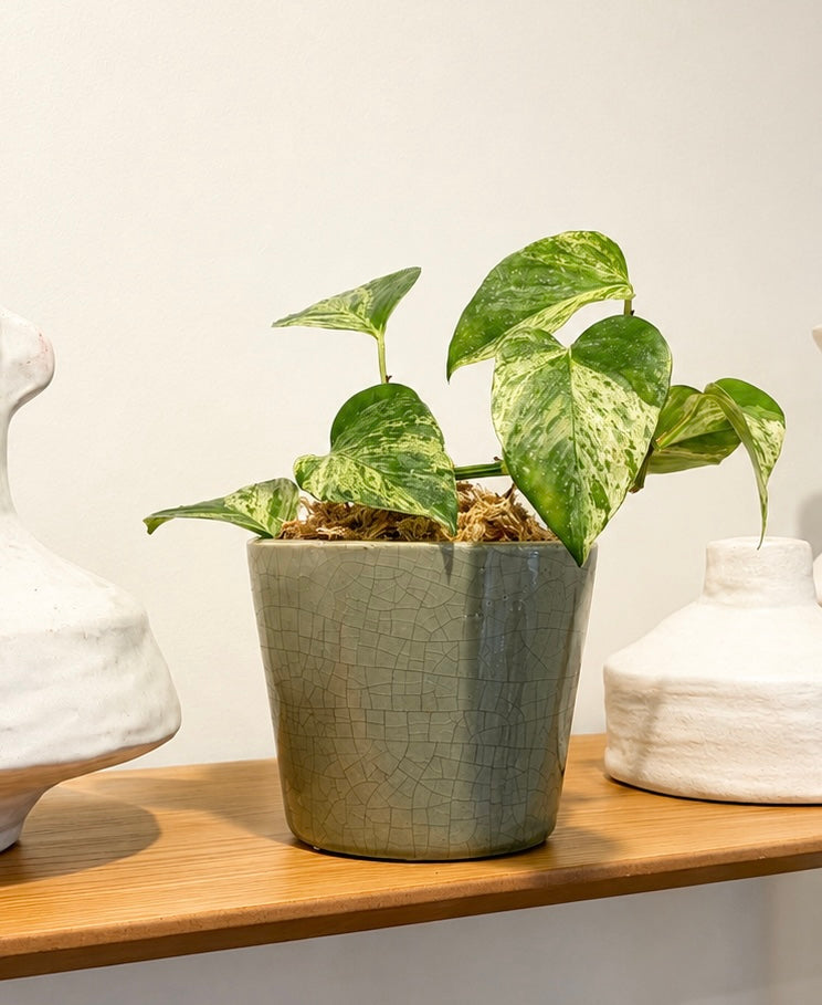Devil's Ivy Gracie Planter