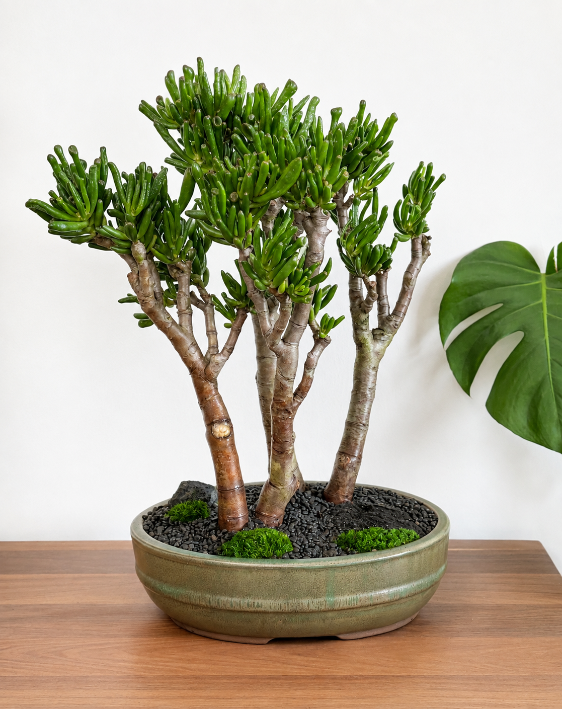 Bonsai - Crassula Lady Finger - Hanna - 48cm