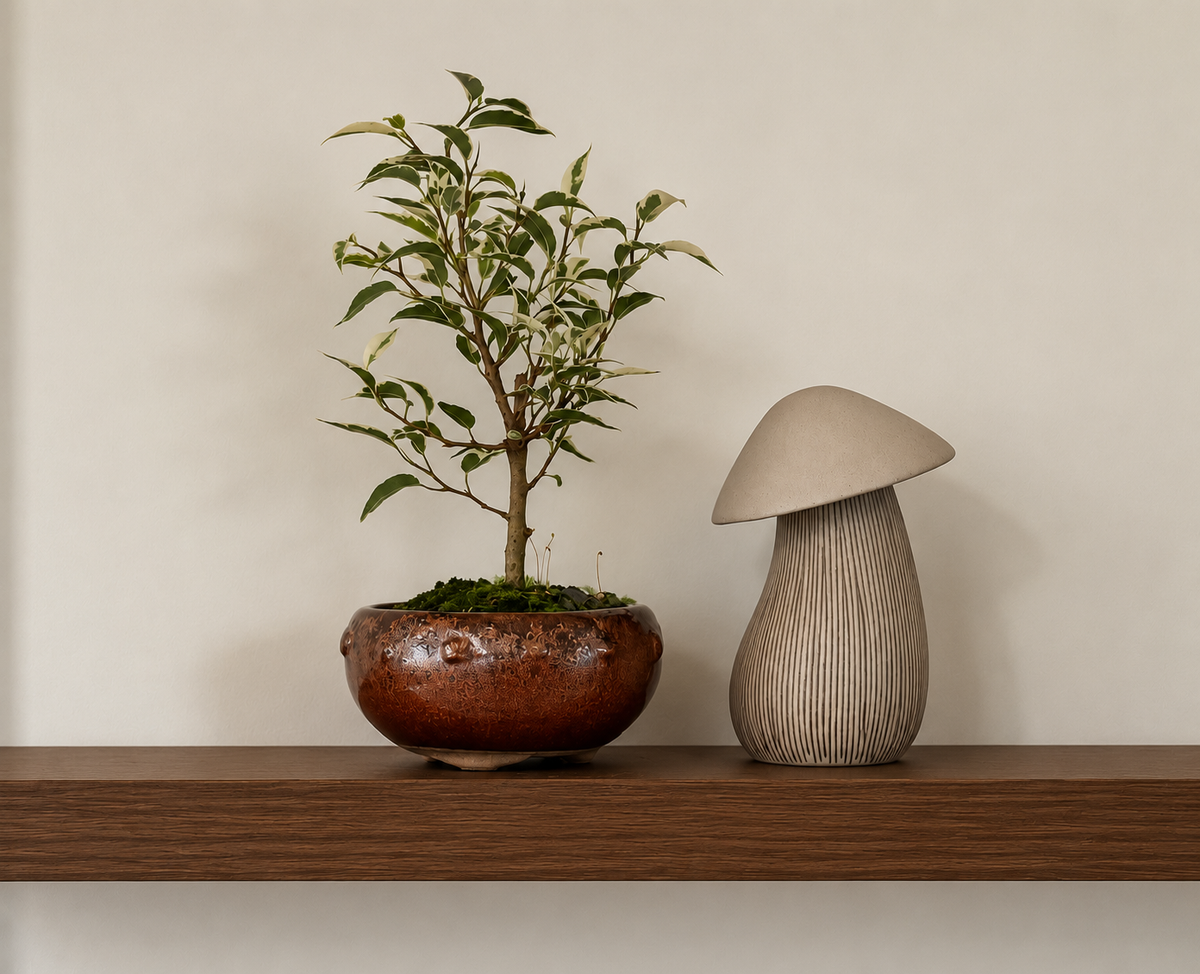 Bonsai - Ficus Benjamina - Freddie - 22cm