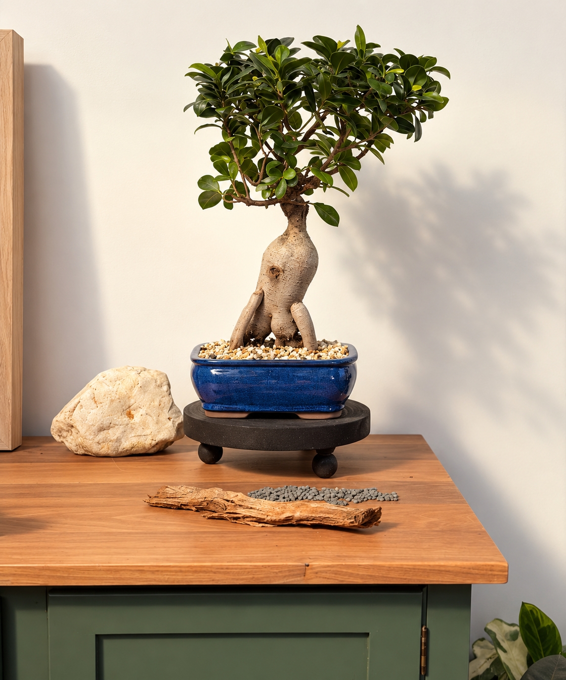 Bonsai - Pot Belly Fig - Connor - 40cm