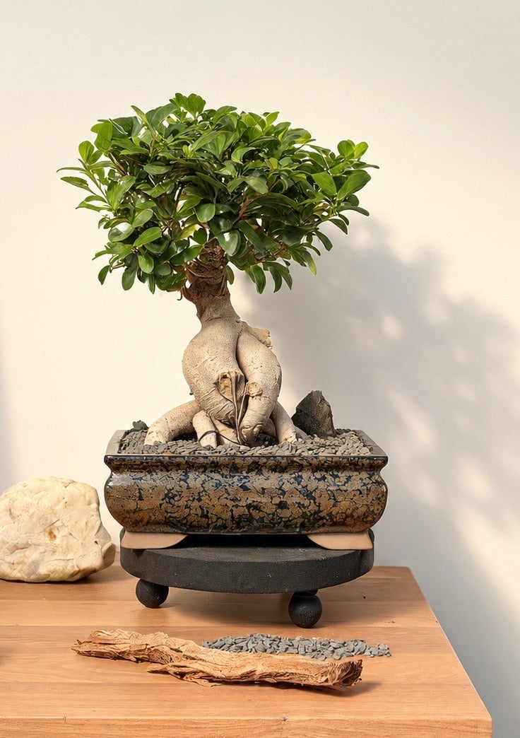 Bonsai - Pot Belly Fig - Kai - 40cm