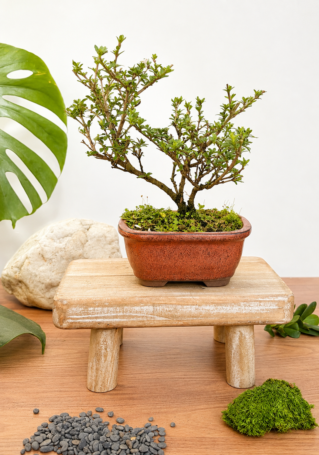 Bonsai - Serissa - Flowering - Bonnie - 21cm