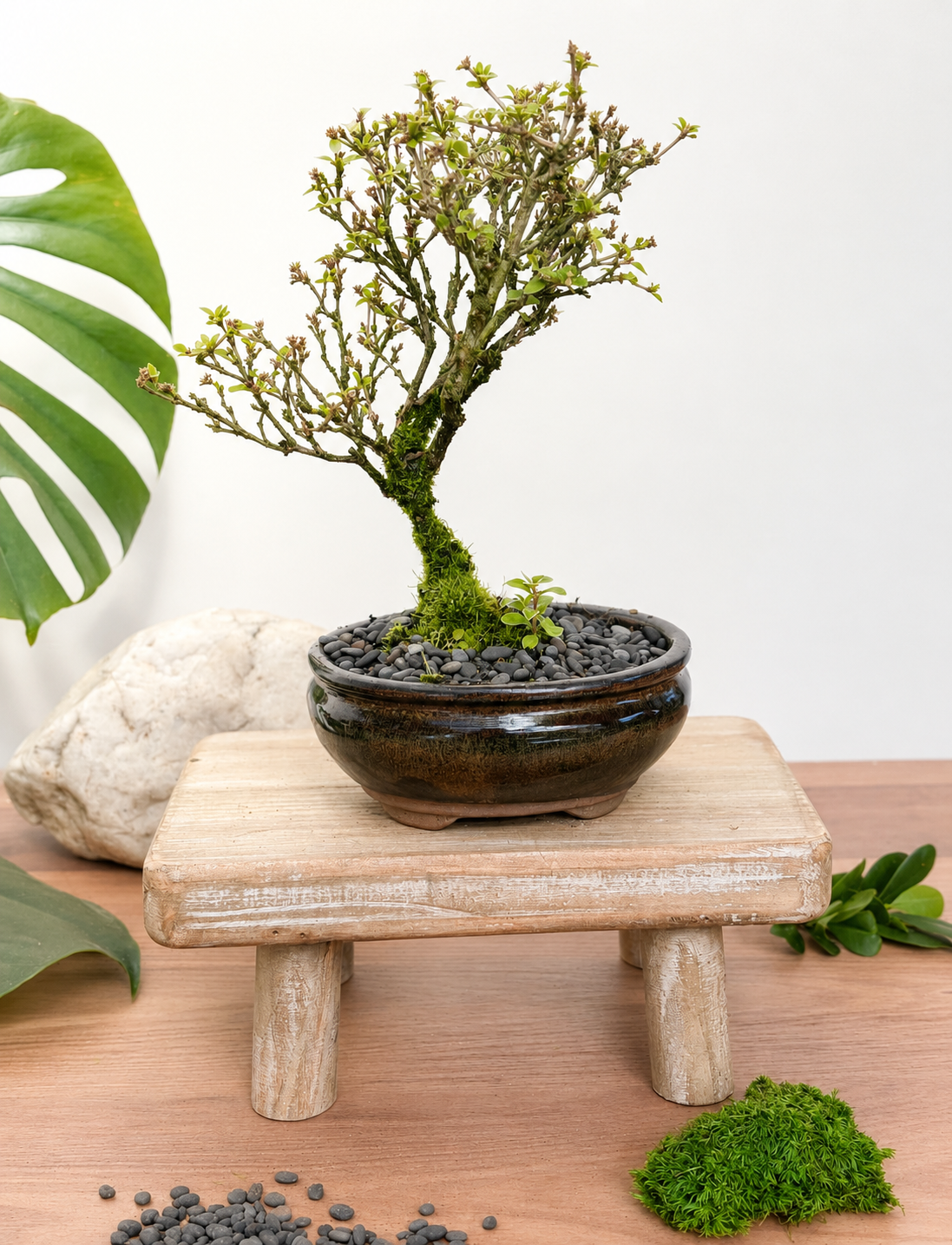 Bonsai - Serissa - Flowering - Bonnie - 21cm