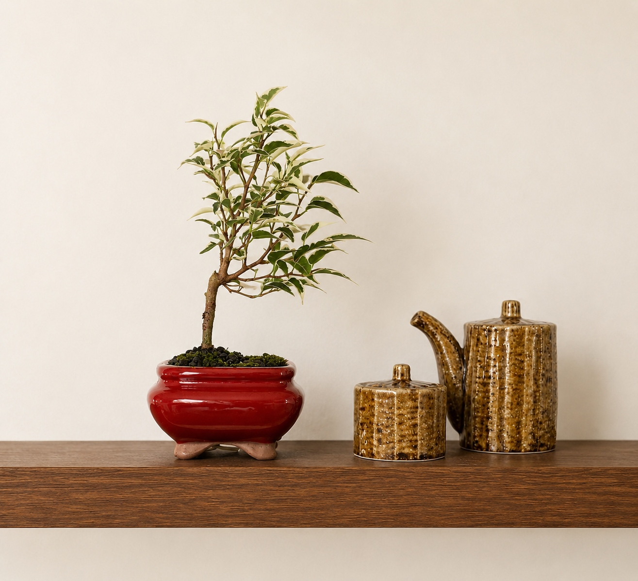 Bonsai - Ficus Benjamina - Rosie - 22cm