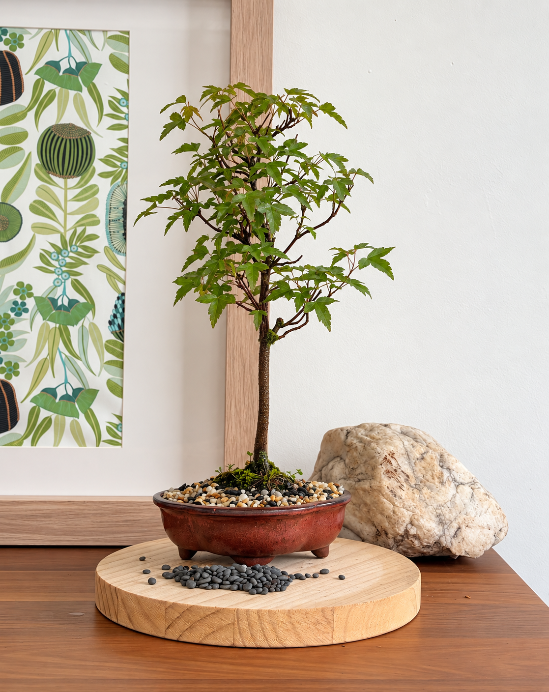 Bonsai - Trident Maple - Adele - 30 cm