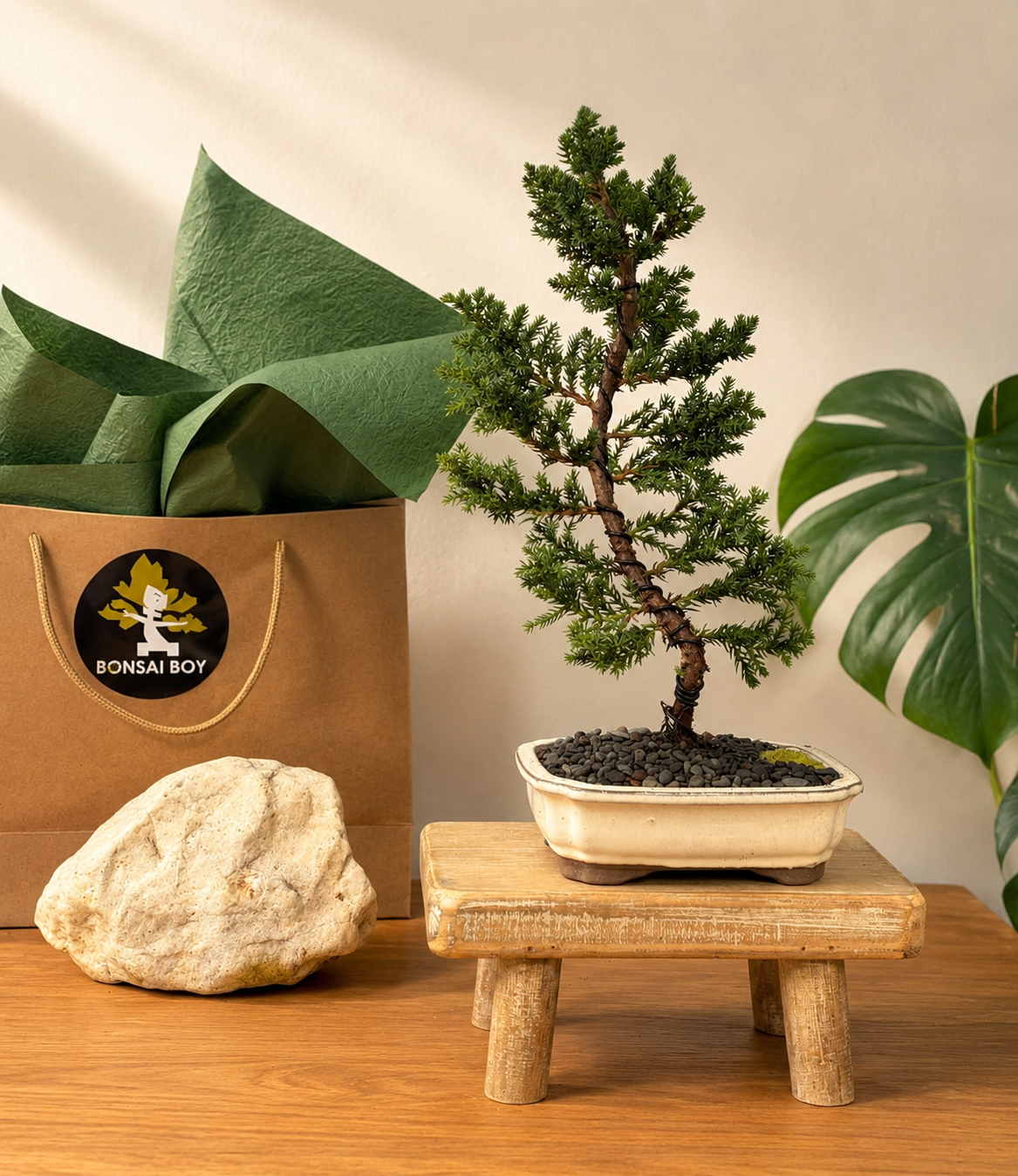 Bonsai - Juniper - Stelle - 33cm