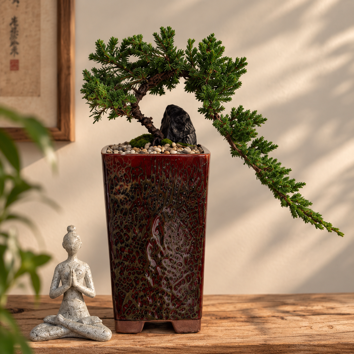 Bonsai - Juniper - Reeva - 31cm