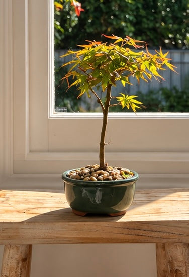 Bonsai - Japanese Maple - Matilda - 16cm