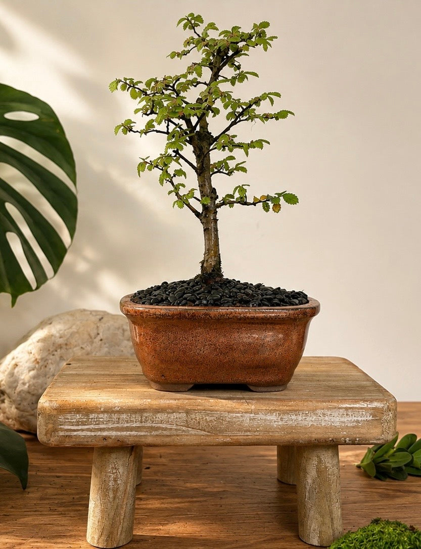 Bonsai - Chinese Elm - Helena - 20cm