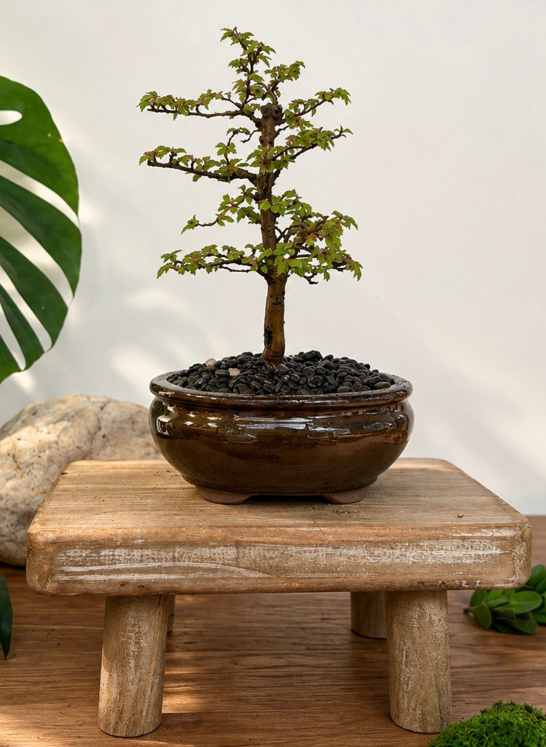 Bonsai - Chinese Elm - Maggie - 20cm