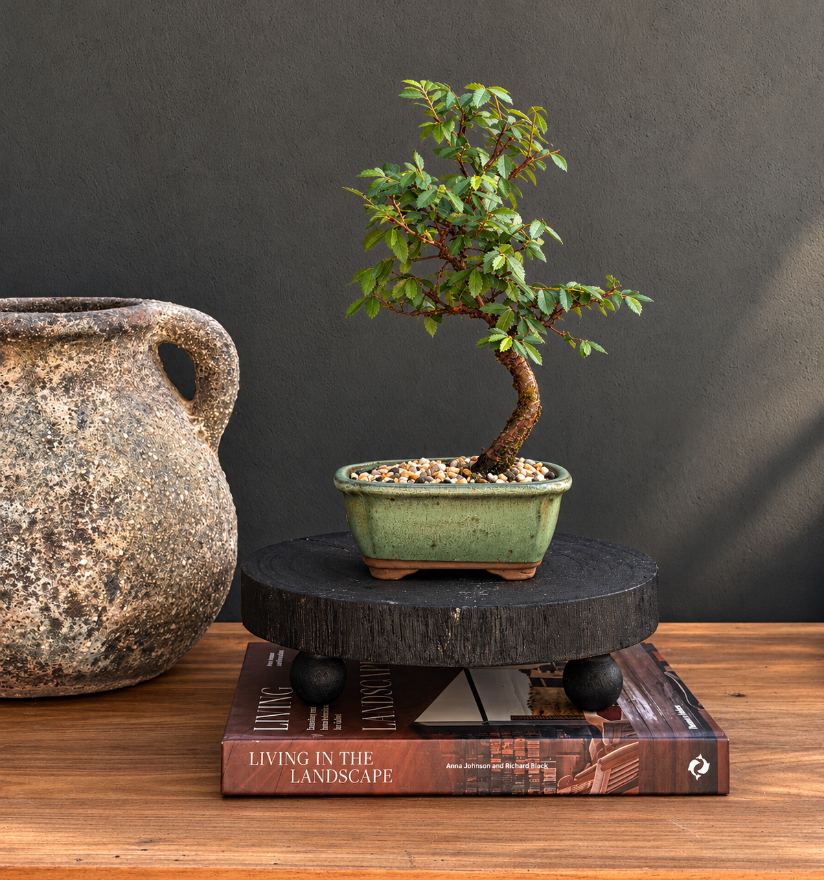 Bonsai - Chinese Elm - Lenni - 27cm