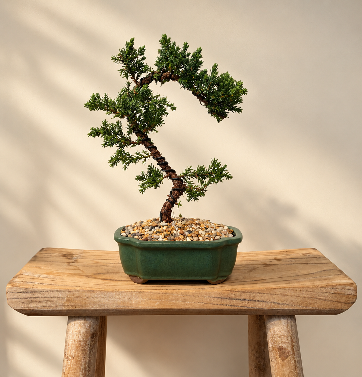 Bonsai - Juniper - Connor - 28cm
