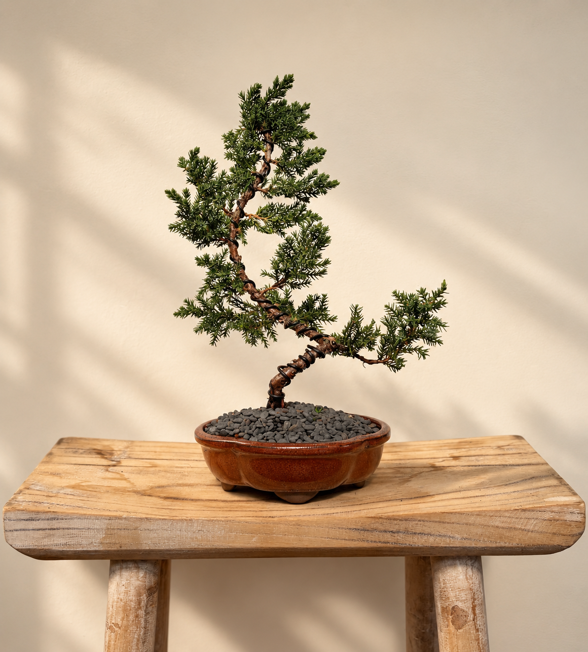 Bonsai - Juniper - Bieber - 35cm