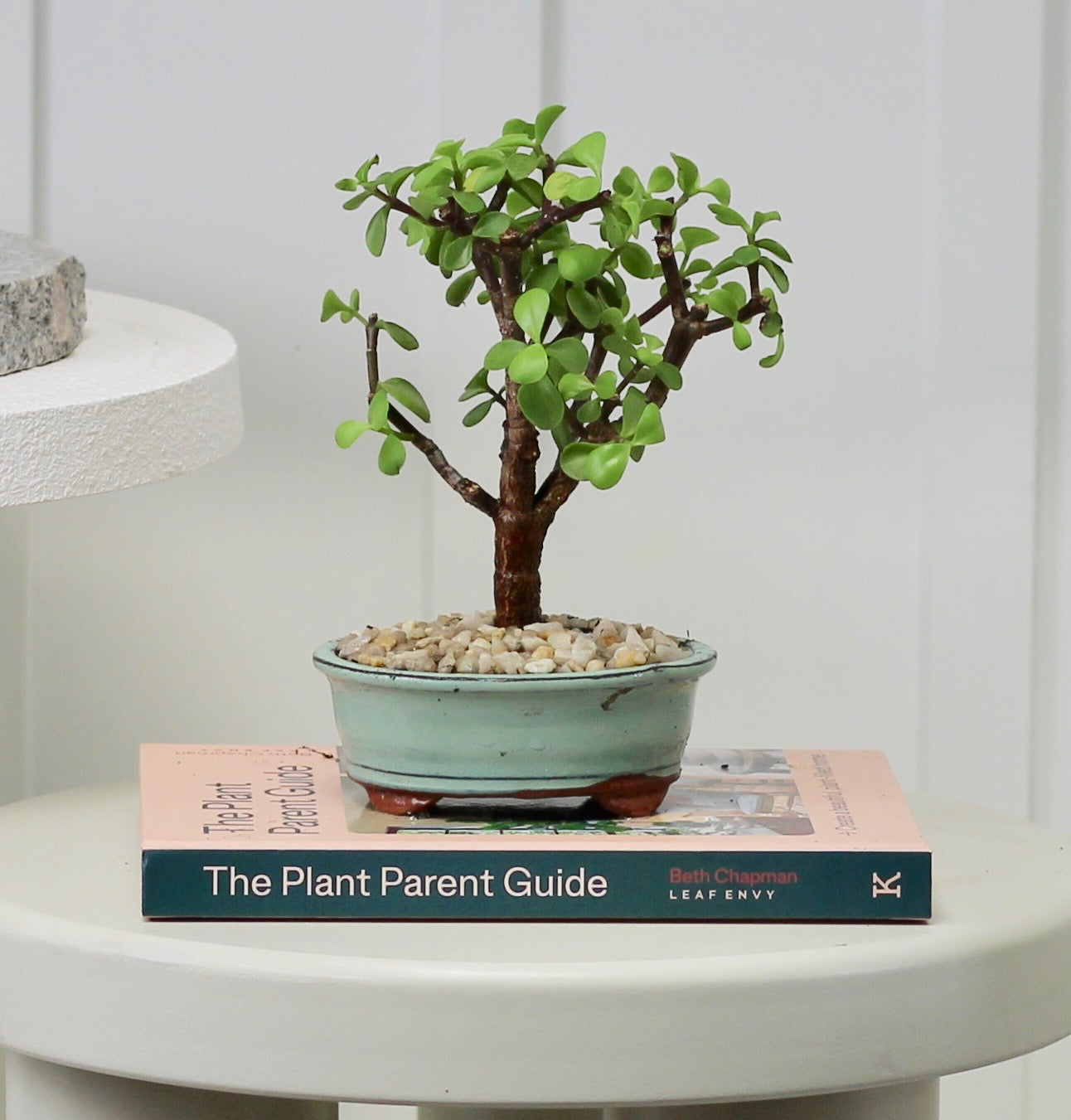 Bonsai - Crassula Ovata - Rick - 22cm