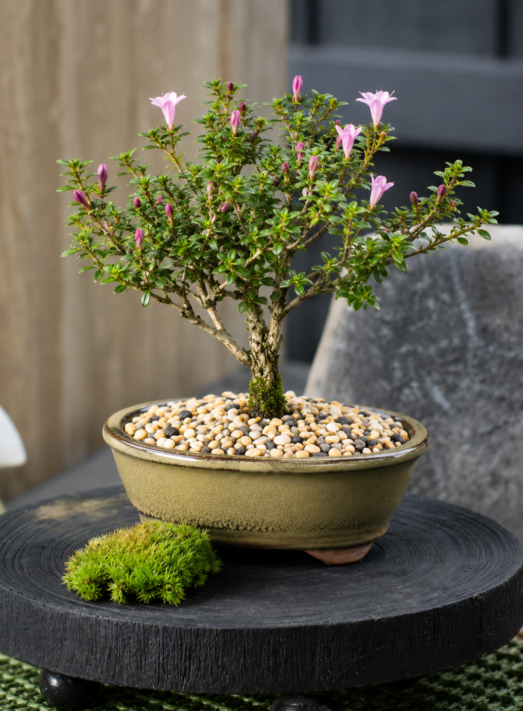 Bonsai - Serissa - Flowering - Chrissy - 21cm