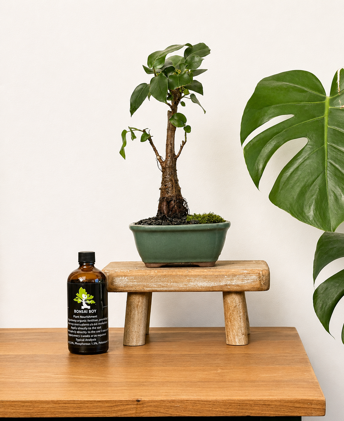 Bonsai - Port Jackson Fig - Maggie - 28cm