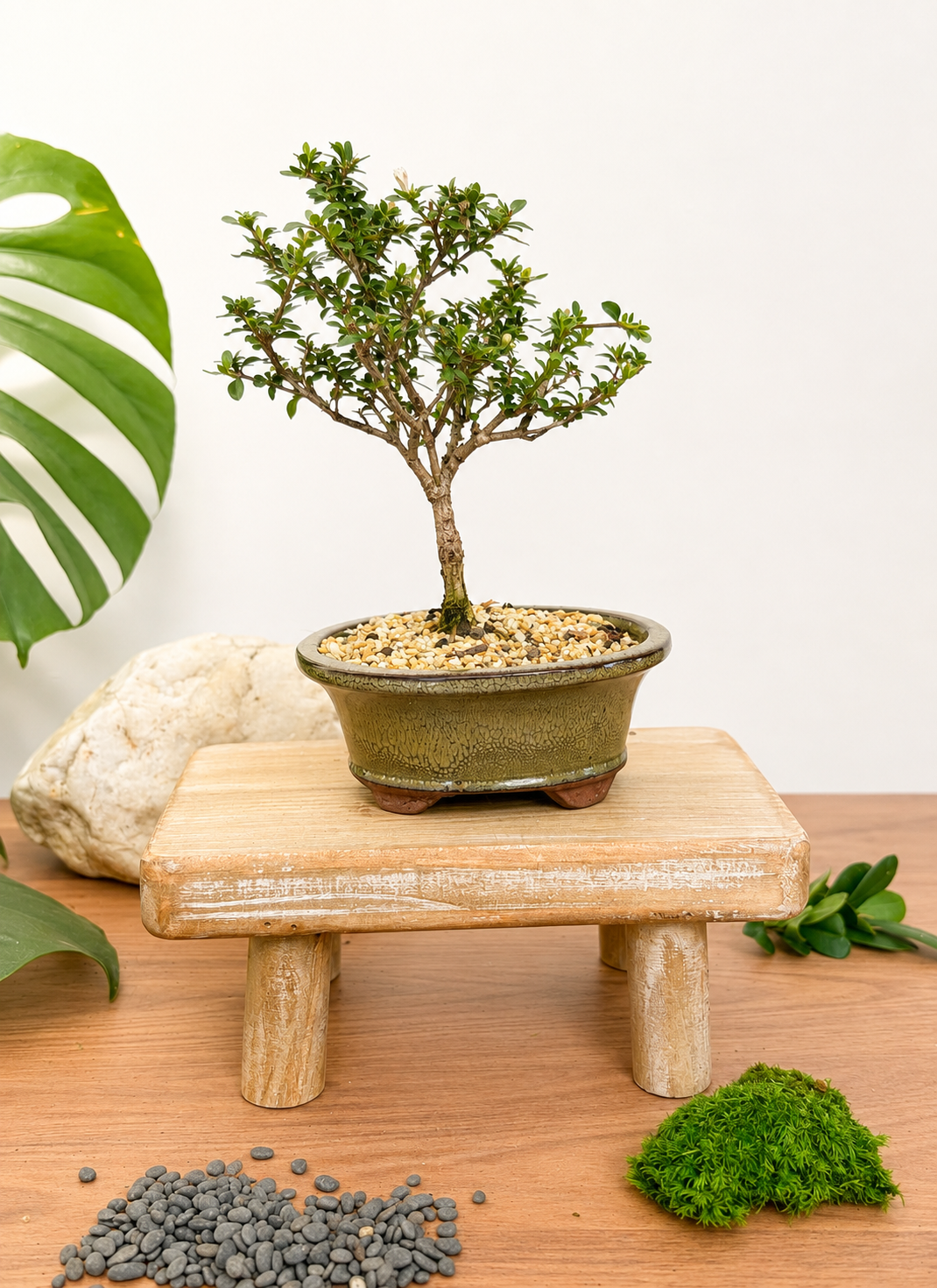 Bonsai - Serissa - Flowering - Ester - 21cm