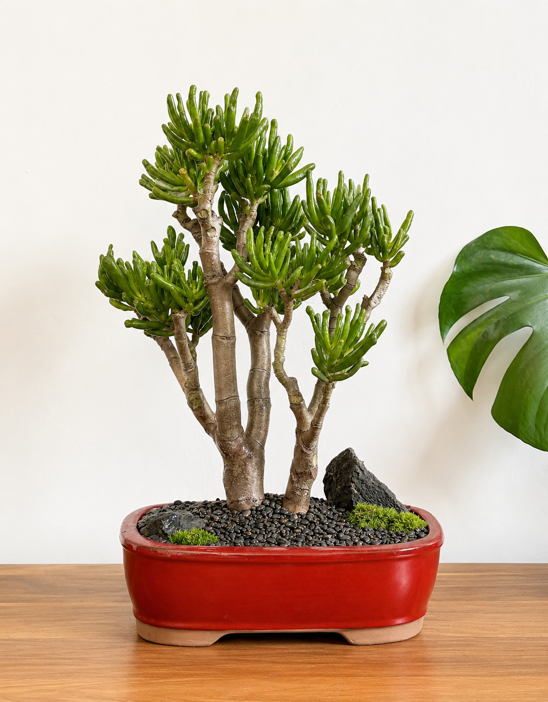 Bonsai - Crassula Lady Finger - Leontine - 44cm