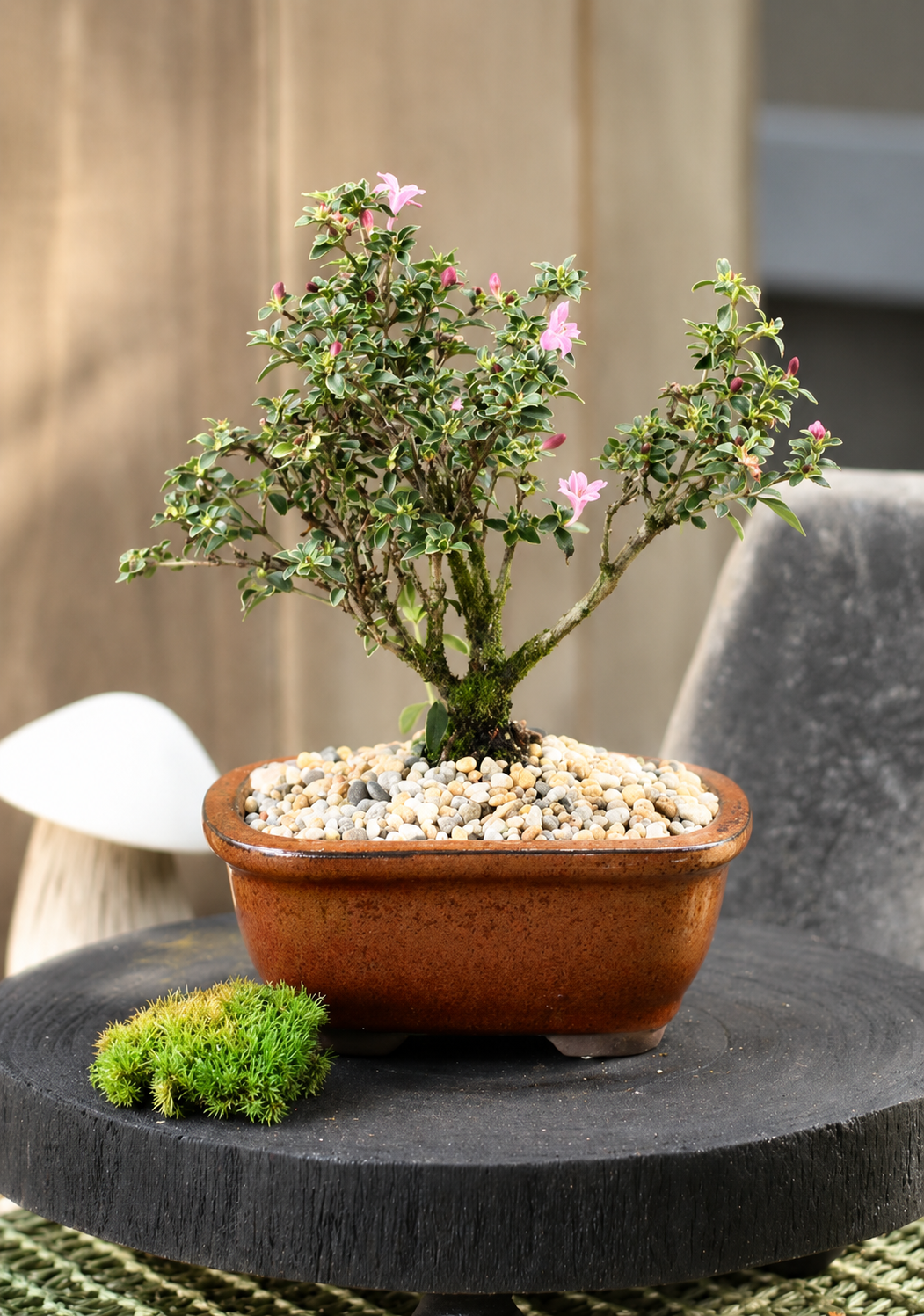 Bonsai - Serissa - Flowering - Frankie - 21cm