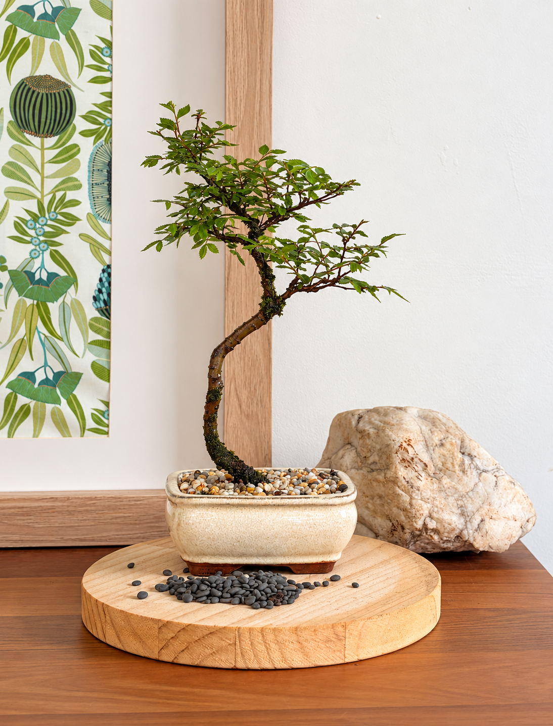 Bonsai - Chinese Elm - Sav - 30cm
