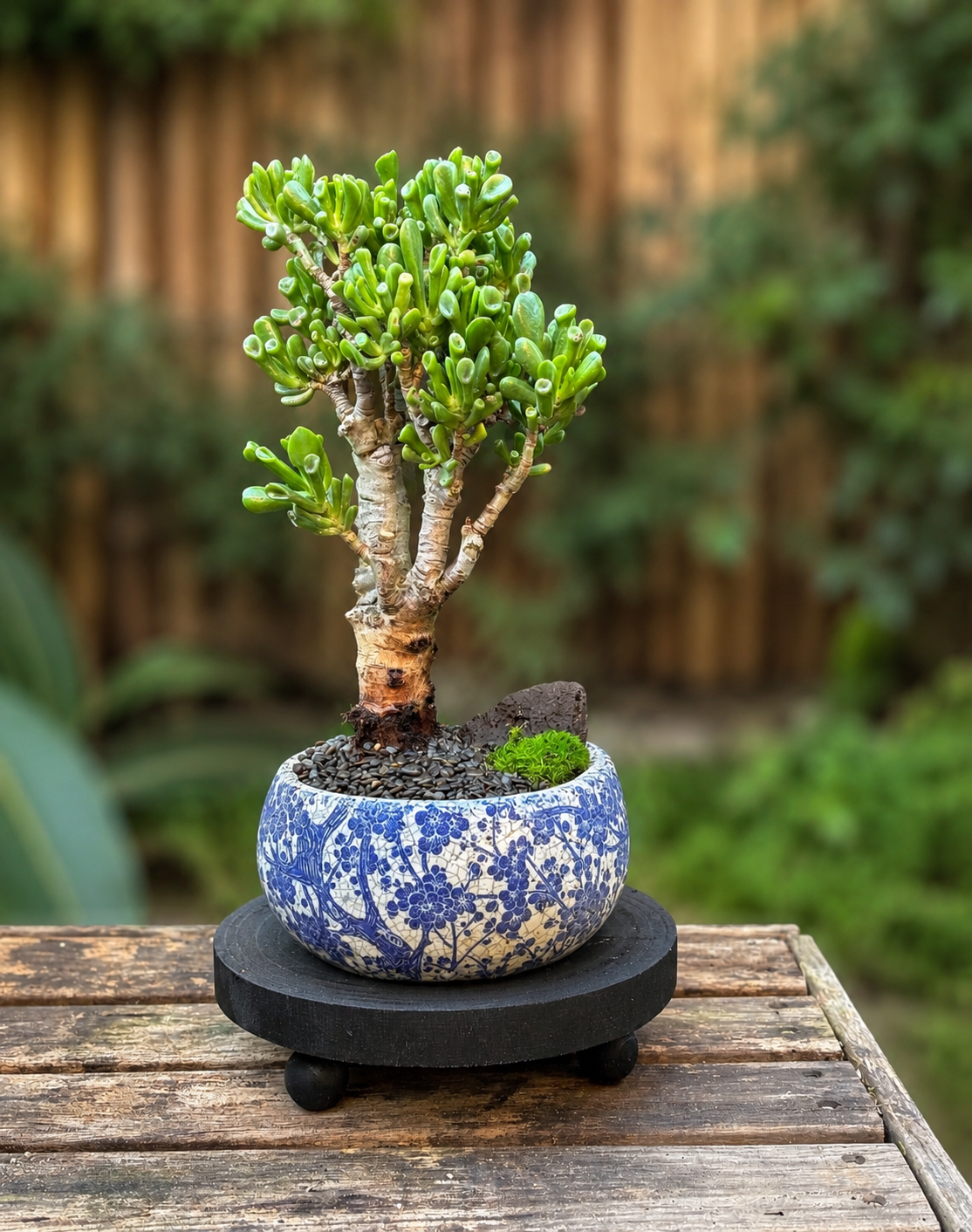 Bonsai - Crassula Ovata - Blossy - 40cm