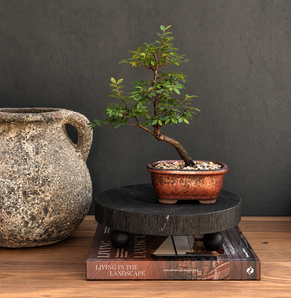 Bonsai - Chinese Elm - Spencer - 27cm
