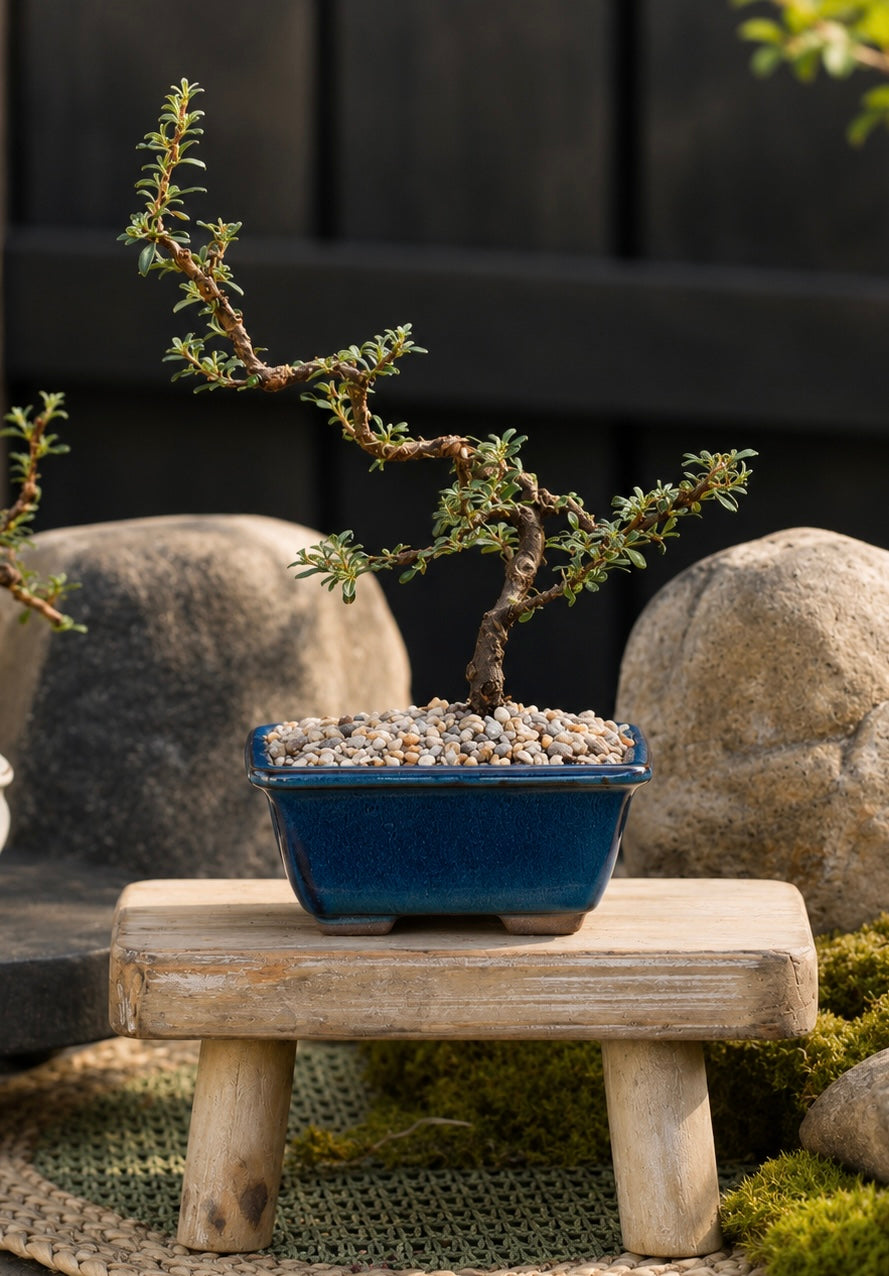 Bonsai - Cotoneaster - Kylie - 23cm