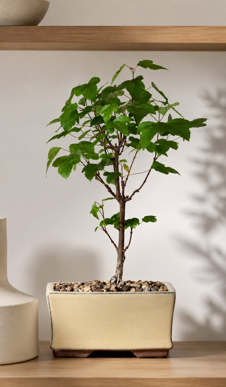 Bonsai - Trident Maple - Molly - 25cm