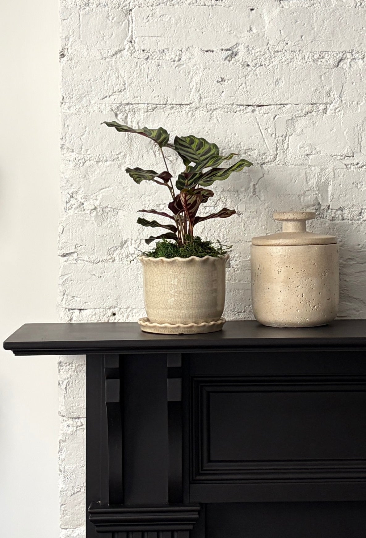 Calathea - Makoyana in Zaragoza Planter