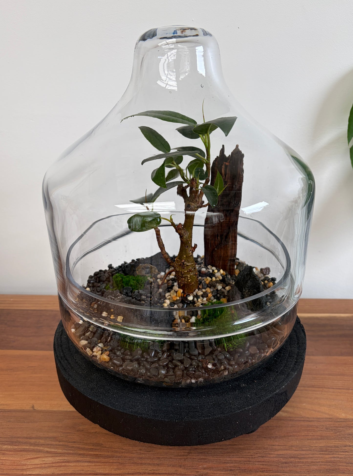 Port Jackson Fig Bonsai Terrarium - Dome - 26cm