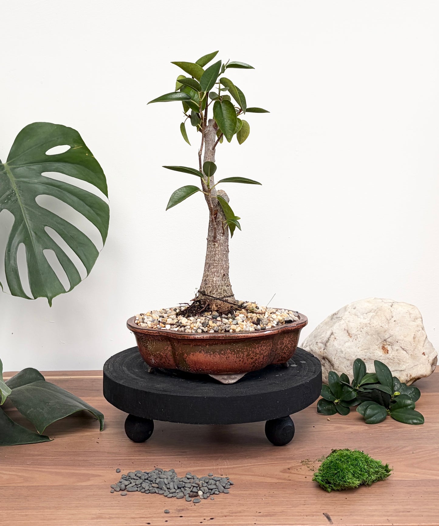 Bonsai - Port Jackson Fig - Lucy - 30cm